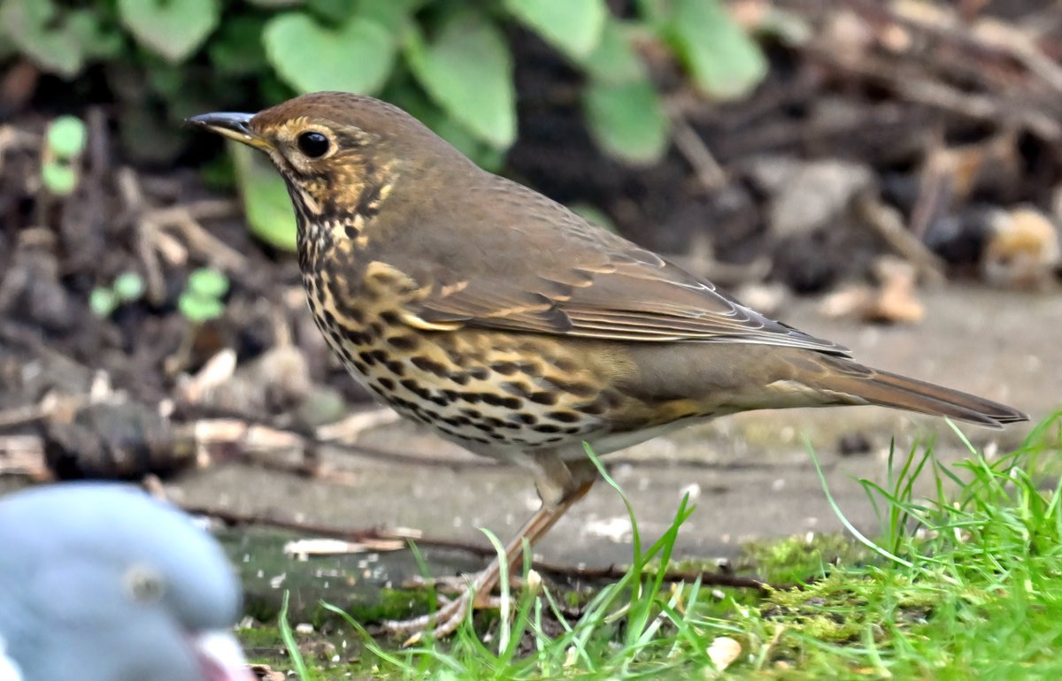 Lovely to see a Song Thrush in my garden during the #BigGardenBirdWatch 😍
 When I was a kid they were very common, but nowadays I rarely see (or hear) them. 😔
 When was the last time you saw a Song Thrush?🐦