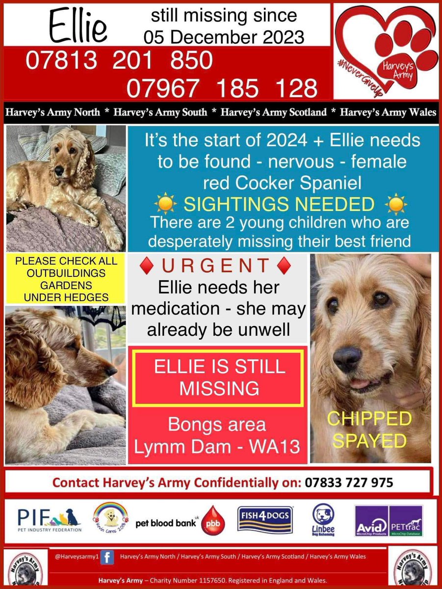 rosieDoc2's tweet photo. #SpanielHour 

ELLIE STILL MISSING SINCE 5/12/23 
This families xmas was a really sad one without her
Nervous female #CockerSpaniel 
🚨ELLIE NEEDS MEDICATION🚨
BONGS AREA #LymmDam #WA13 

Pls help her home TY 

https://t.co/UvlS1lR2i3

@MsTKIndeed @KarenFi51820768 @MissingPetsGB https://t.co/vVO2DyjjJ6