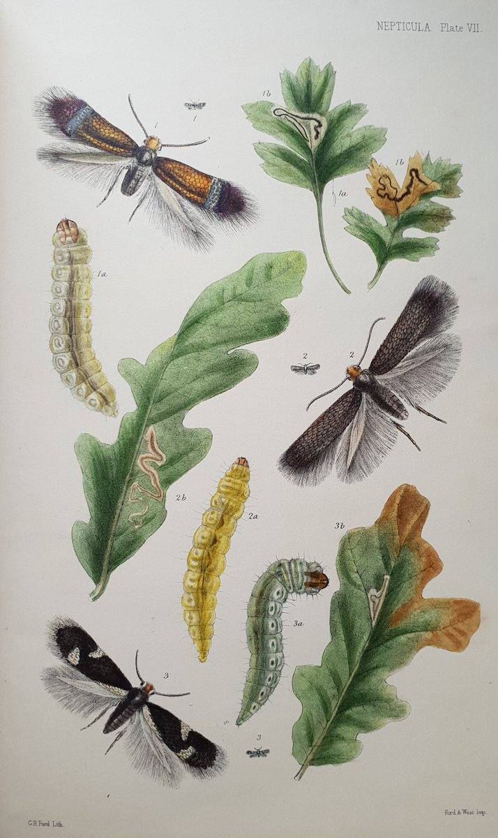 Stainton's Natural History of the Tineina ran to 13 volumes (1855-73) but was never complete in the sense of covering all then known British species. It was always a work in progress as it relied on working out life histories which in some cases remained unknown