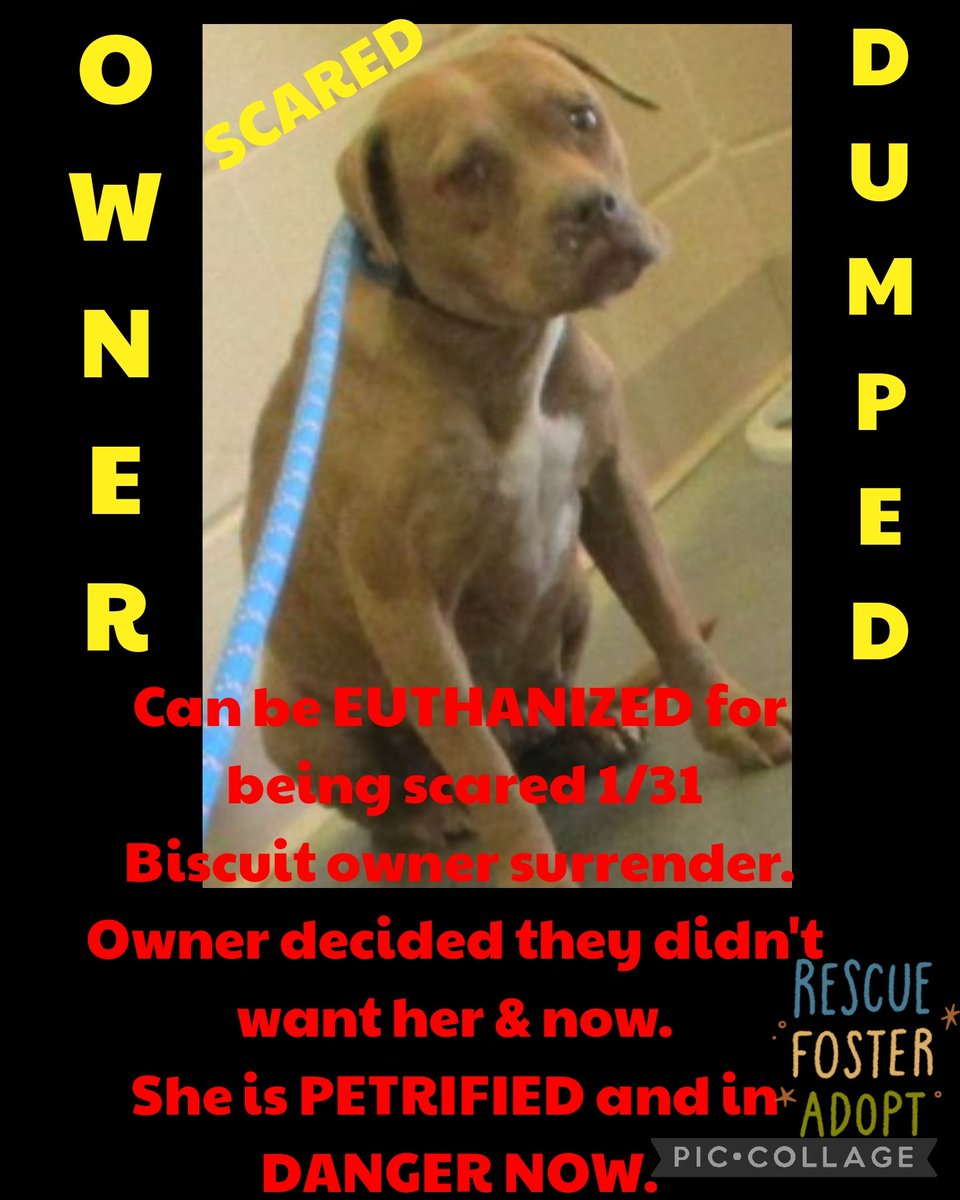 carawil17888192's tweet photo. Can be EUTHANIZED for being scared 1/31 

Biscuit owner surrender.  Owner decided they didn't want her ao now. She is PETRIFIED and in DANGER NOW. 

#55196221 
F 

Russell Cnty-Phenix City AL 
#rescue #adopt  #dogs #deathrowdogs   #deathrow  #codered #savingrusselldogs https://t.co/jGX60H8UCQ