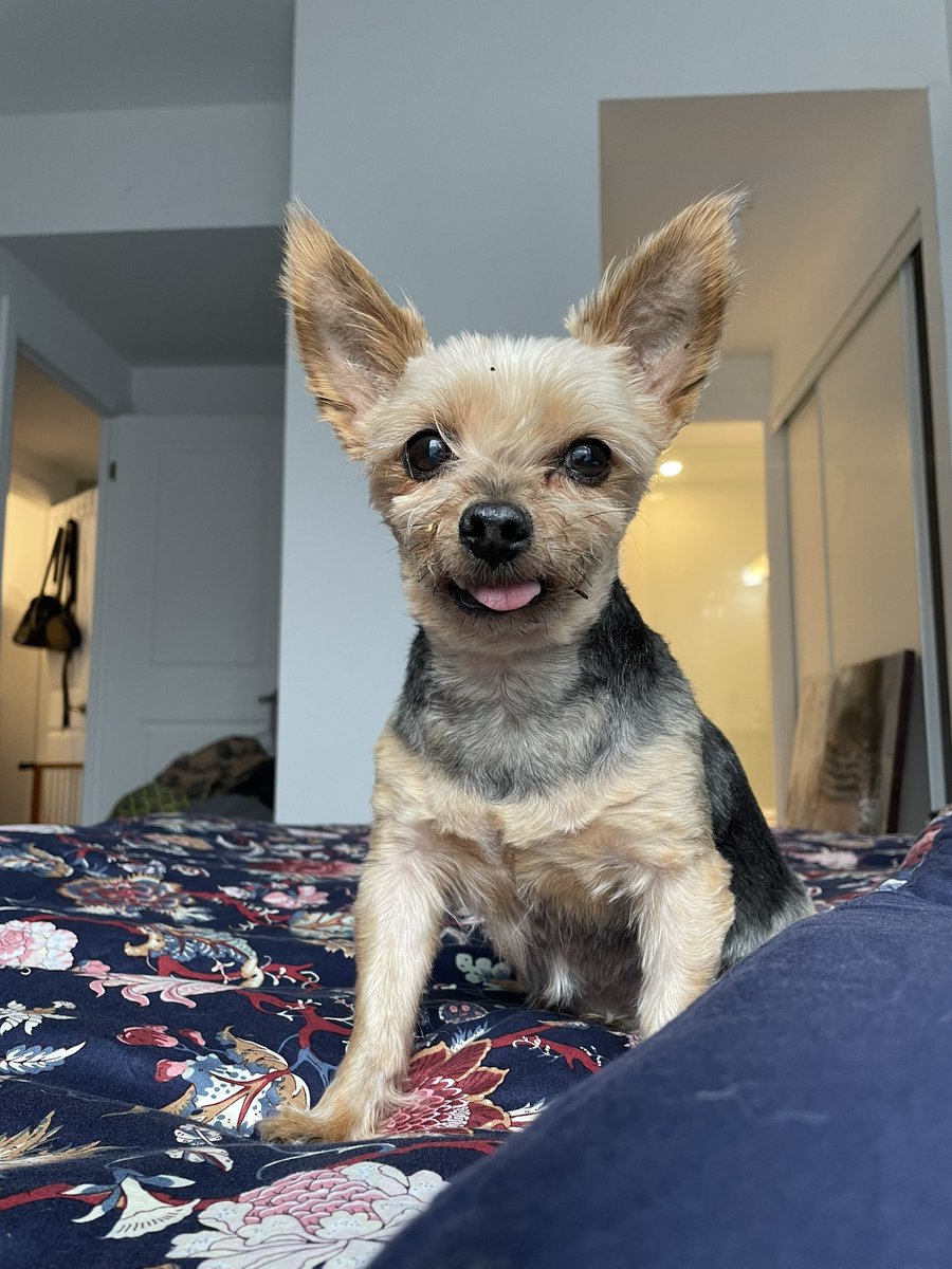 Sandra the Great 𐕣 tweet media