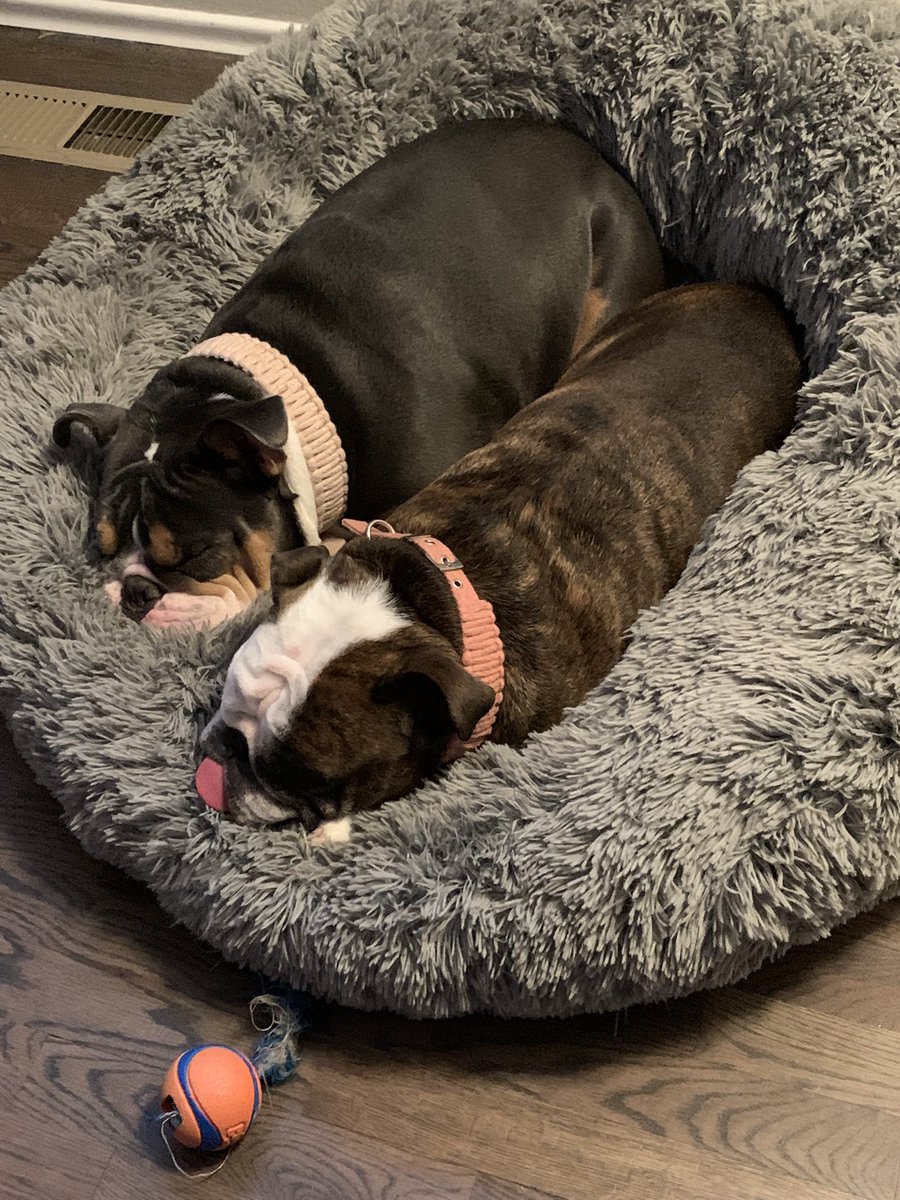 MabelsMom07's tweet photo. @TheMikeSalk Our English bulldog is also a Gertrude - she’s the gray one and Lucille is the brindle - two amazing breeds 🥰 https://t.co/wzX5WWa02P