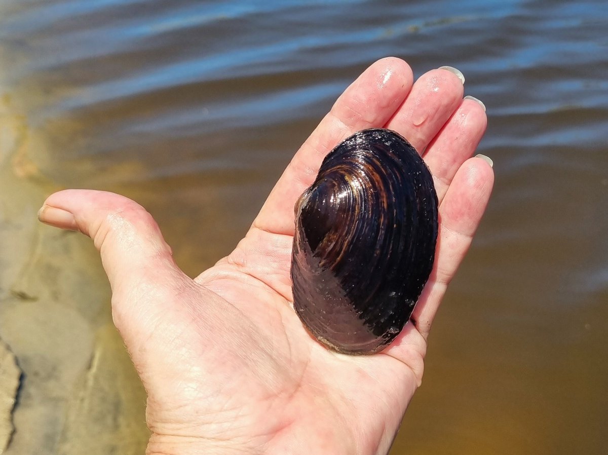 Carter's Freshwater Mussels are a listed species under WA, National & IUCN. Climate change is warming the water & shrinking refuge pools. We need more shade & water for the environment if we want to protect this species. These are about 30 years old but can live to 70!
