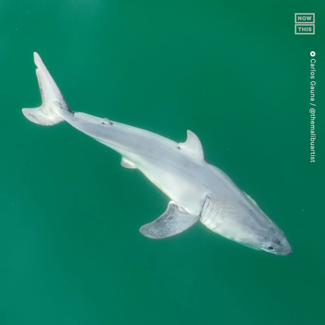 🎵Baby shark doo-doo-do-do-do-doo 🎵

No, really. What is believed to be the first image of an infant baby great white shark was caught by photographer Carlos Gauna (@themalibuartist) off the coast of Southern California. According to Gauna's Instagram, the photo was taken in