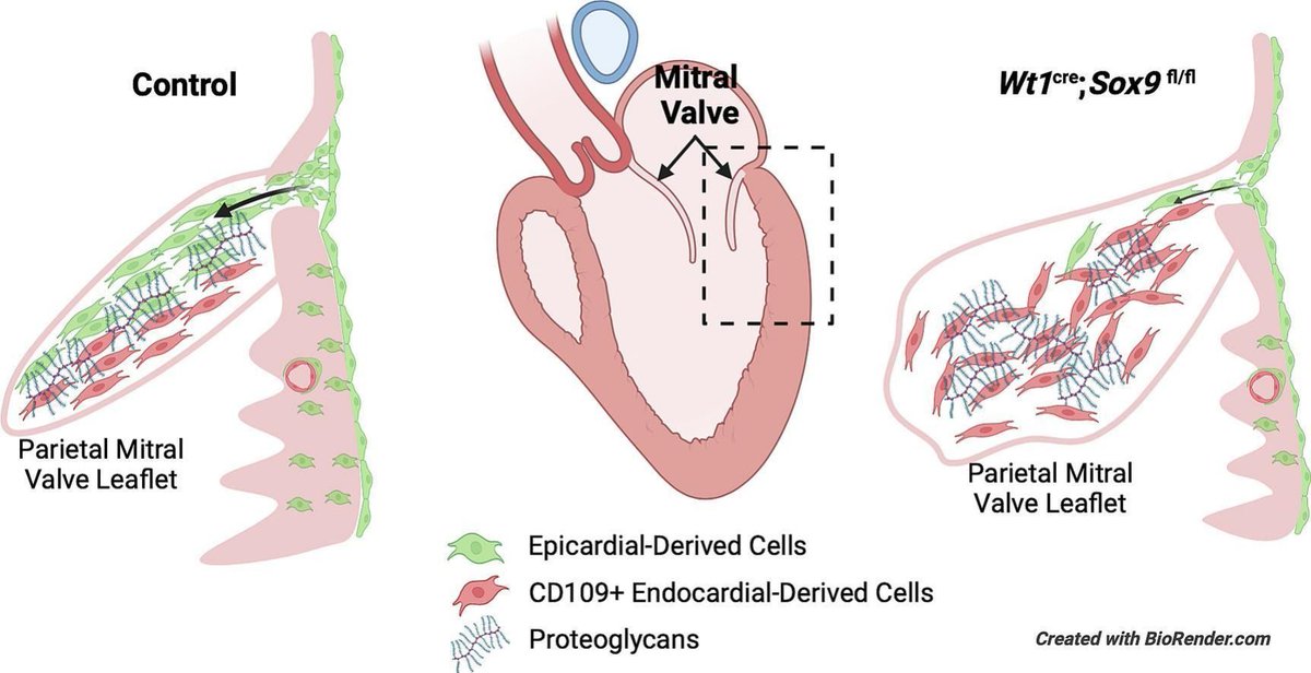 Editor's Choice Alert! @Wesselslab reports a role for SOX9 in epicardial cell invasion that is essential for maintaining atrioventricular valve homeostasis, & identifies Cd109 as a novel gene associated with valve & coronary system development. buff.ly/3TYfjvX