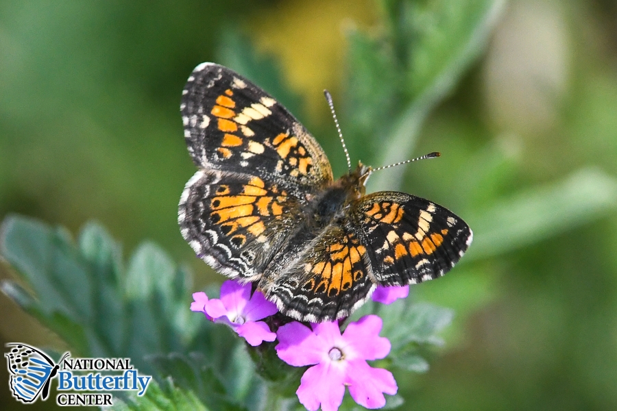 NatButterflies tweet picture