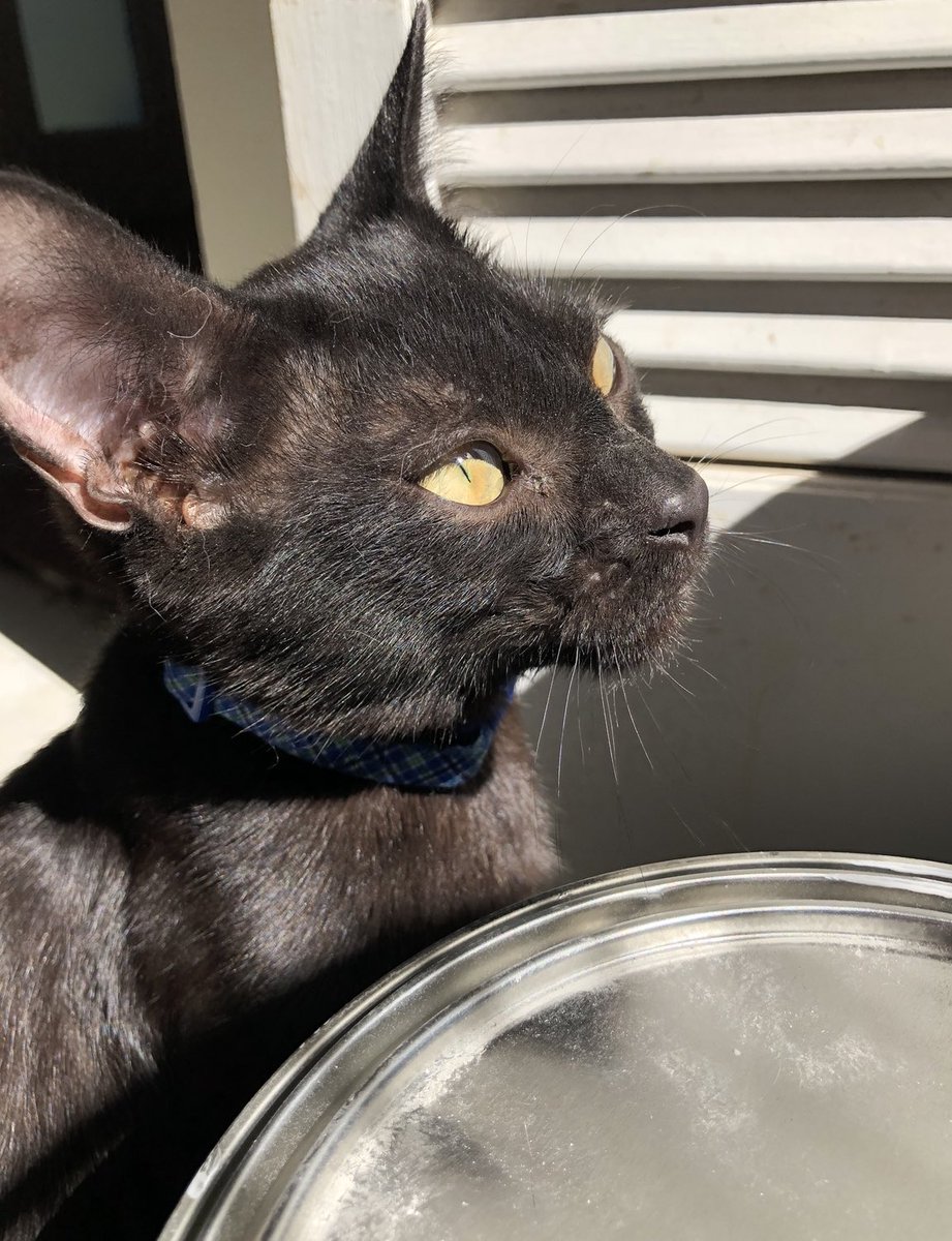 AmbassadorAries's tweet photo. This is when I was 6 months old and first plotting how I was going to explore the world. 🌎 ❤️🐾 #catsofday #wednesdaythought https://t.co/YgNiDNDtDi