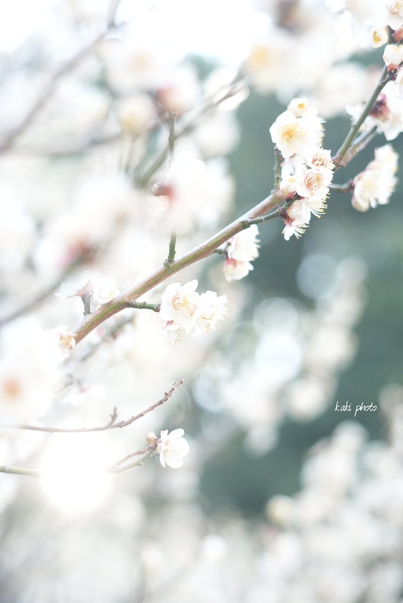 2月1日✨
素敵な1日になりますよう😊🍀

#キリトリセカイ 
#花 #flowerphoto 
#fIower #梅 
#photo #白梅