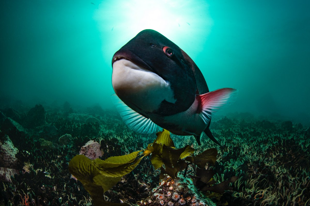 Male sheephead being a baaaad boy in Monterey Bay (he tried to bite my camera)