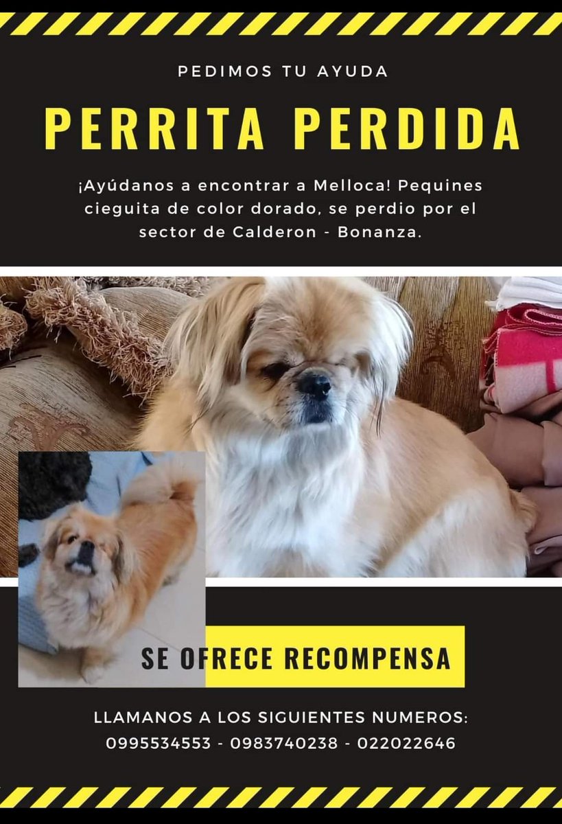 QUITO AYUDA!!
Perrita ciega perdida 💔💔💔
