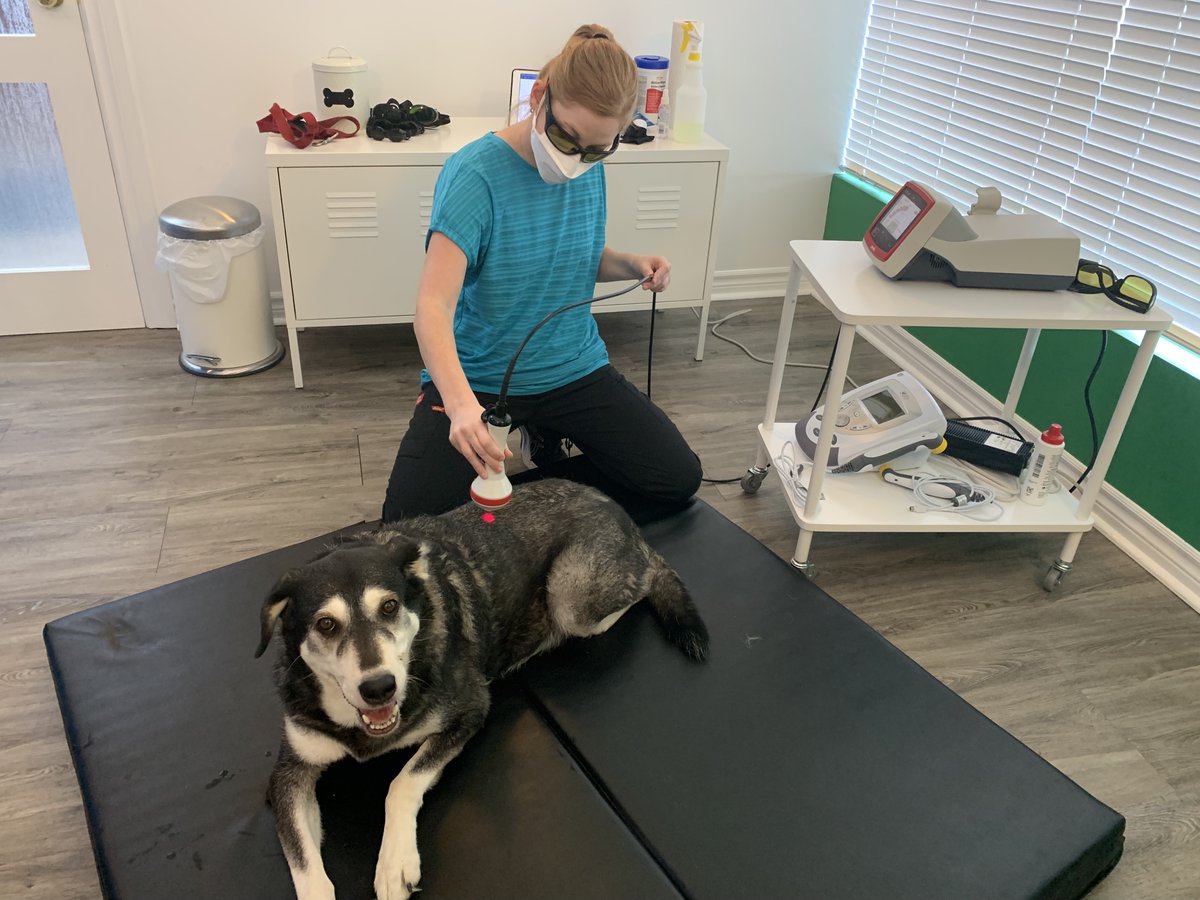 ATT_SAR's tweet photo. After a week of touch and go, Sheba finally seems to be back on the mend.
Thanks to Baden Veterinarian Clinic for their quick support and Jen from Canine Pain Relief. She is finally showing signs of mobility again.
Of course, sleeping with a penguin always makes one feel better. https://t.co/bKe0JIBEj2