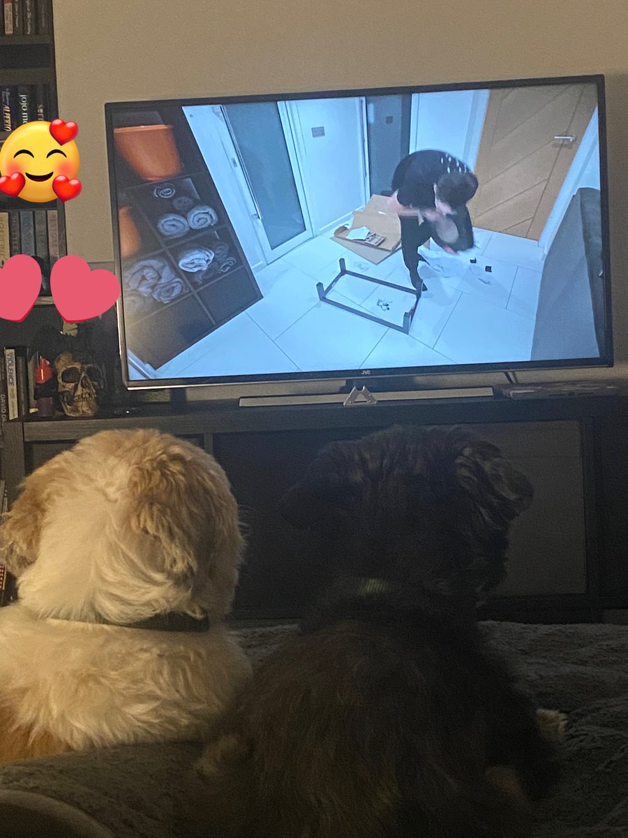 jady_woo's tweet photo. When the dogs are more intrigued by @Syndicate ikea build then us 😂 best way to spend the night #livingthedream #lifeoftom https://t.co/i8XxgRIMQ5