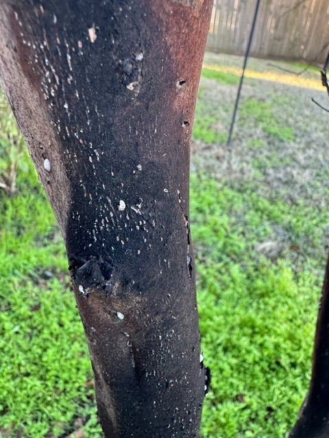Wow #WhatWednesday (01/31/24)! Bryan C. sent these photos wonder what is the "black  mold" that is a problem in the past 4 years.  This is crape myrtle bark scale, see Extension factsheet,  buff.ly/48QYPtW to learn more  -KO @txplantdr #extPLPM #CMBS #crapemyrtle