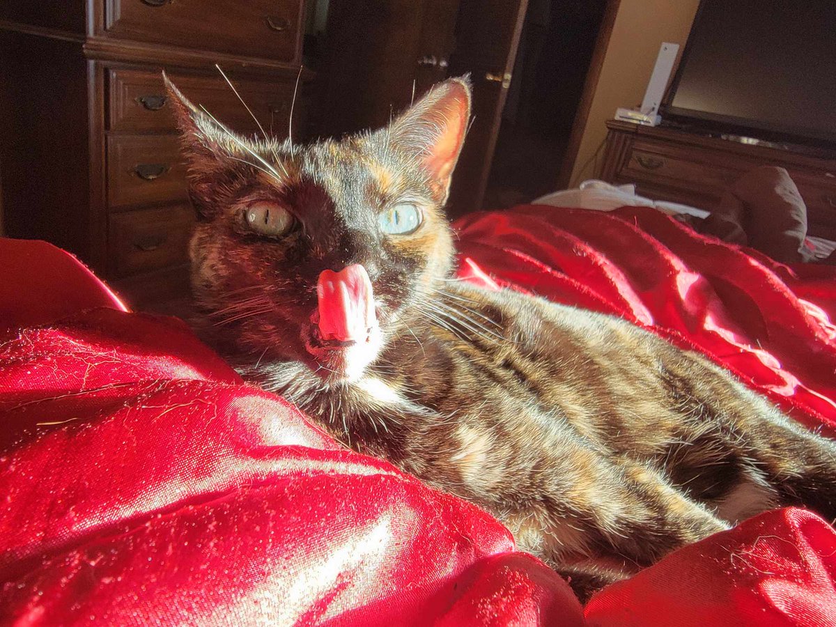 You guys didn't get to see my mid-blep furkid pic! I'm sorry! This is Harlequin.

#CatsOnTwitter