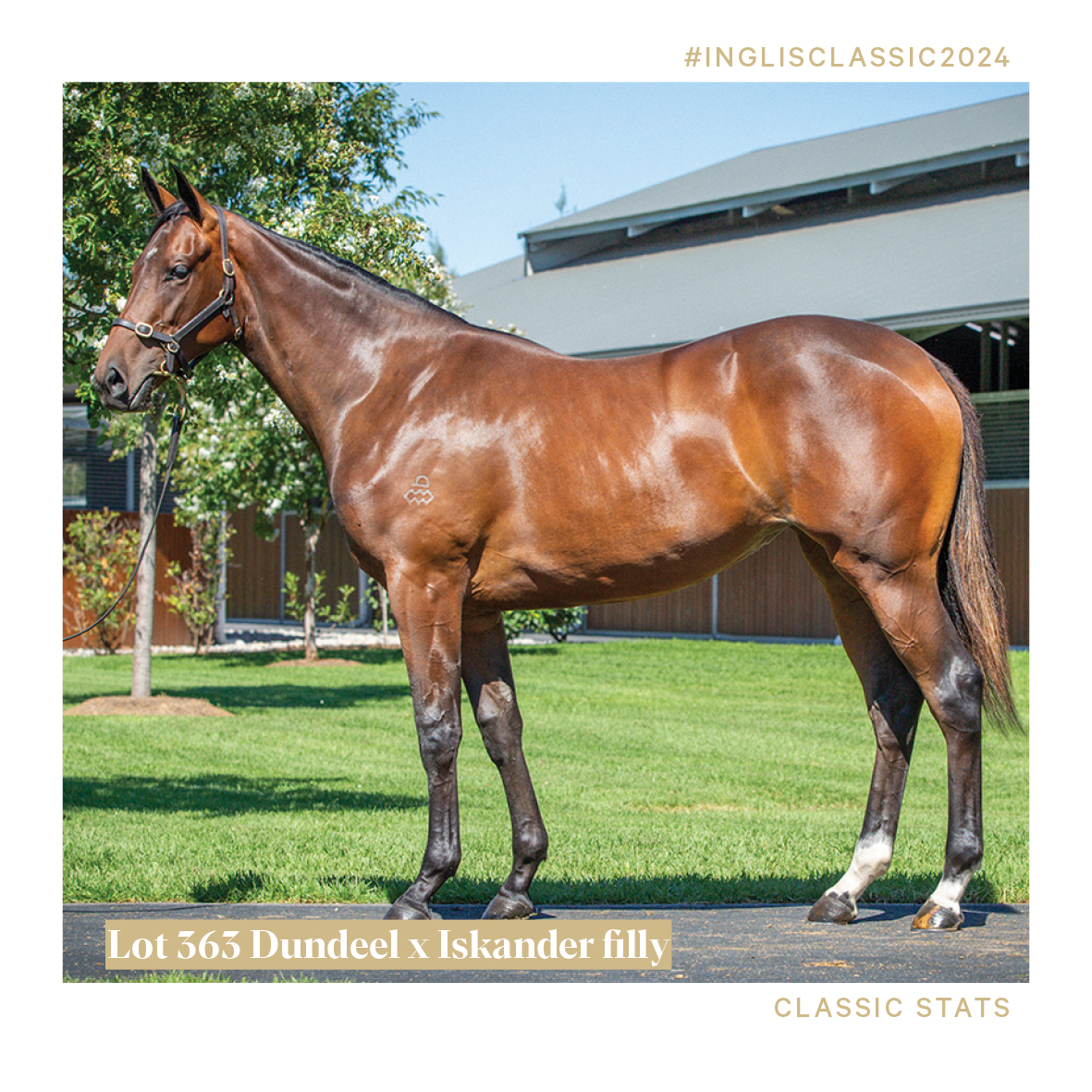 ArrowfieldStud's tweet photo. Multiple GW & G1-placed mare Aquacade and G1 Derby winner Dunkel are both bred on this cross.
#Lot363 #classicstats #inglisclassic #arrowfield #thearrowfieldadvantage https://t.co/o4mgLFW5zX