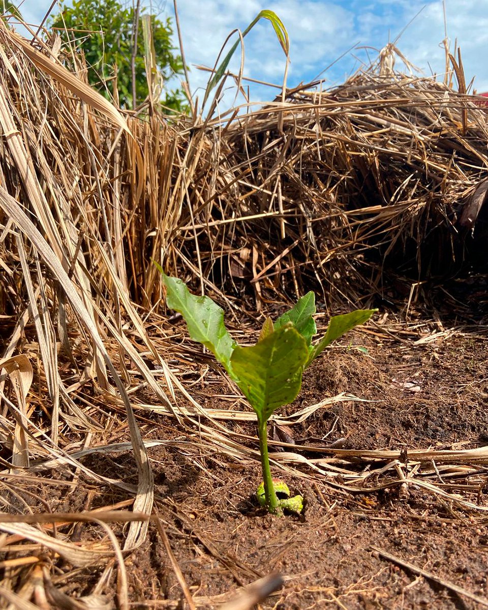 Black Jaguar Foundation tweet media