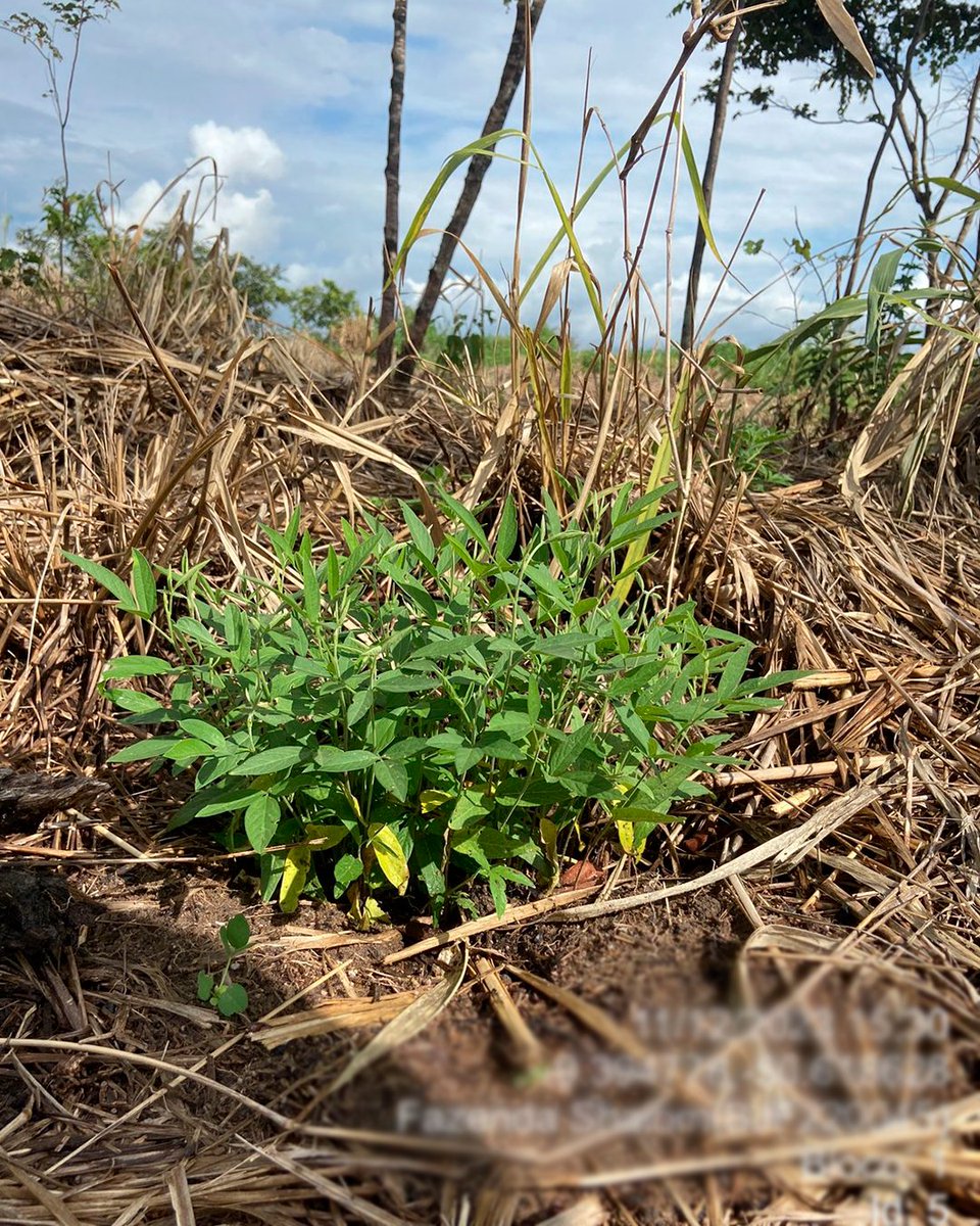 Have a look a the seeds and seedlings we are planting and growing for the 2023/2024 planting season ! 🌳