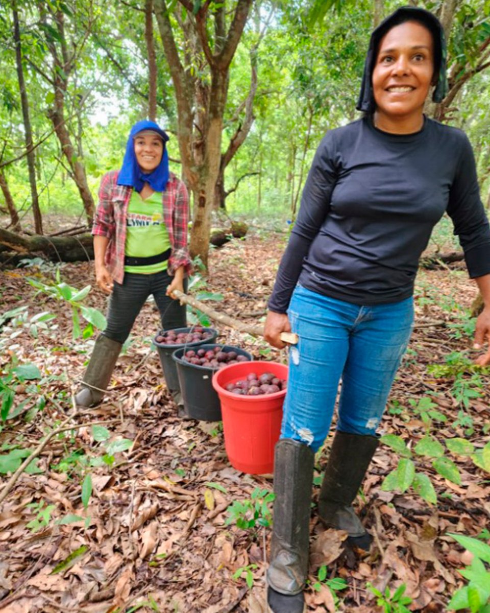 Olívia and Ldejâny, members of the Araguaia Seed Network, going out together to collect buriti seeds. They will be used to restore areas of the Araguaia Biodiversity Corridor! 🌿