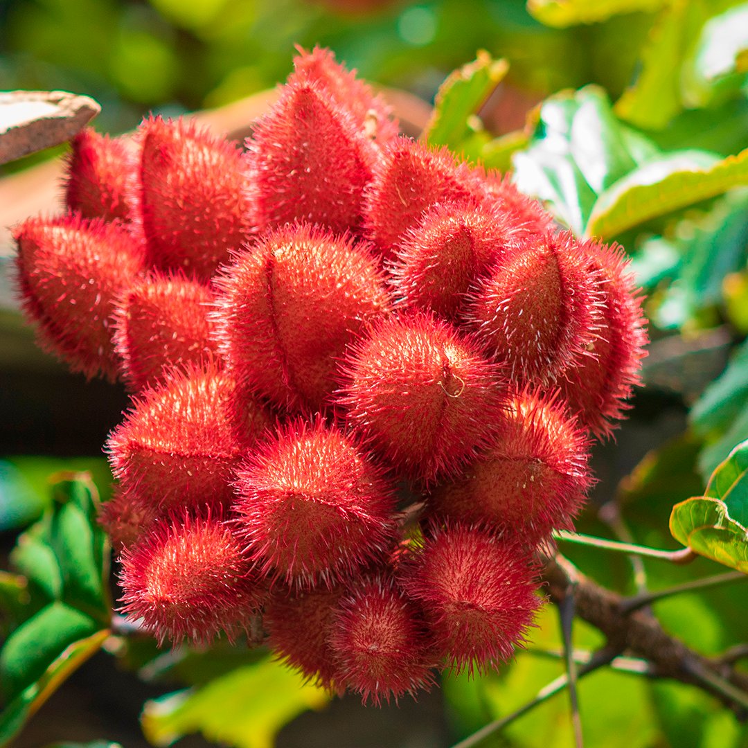 Valentine's Day is just one day away! 💚 How about exchanging the bouquet of roses for trees from the Araguaia Biodiversity Corridor? Make your donation and receive a certificate in your loved one’s name! Happy Valentine’s Day 😊 Donate: black-jaguar.org/donate-tree/