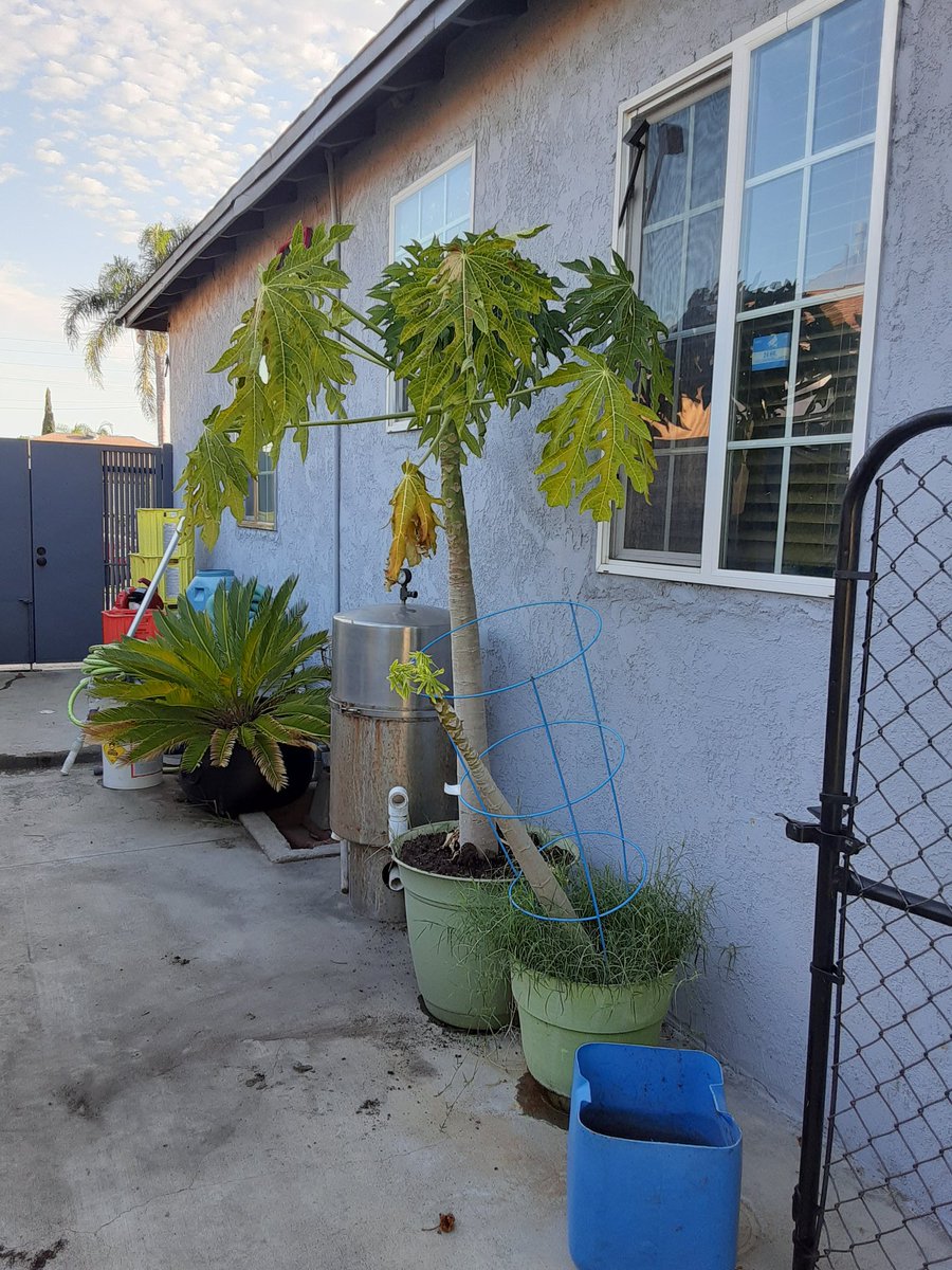 My family has been very busy with sister and babysitter