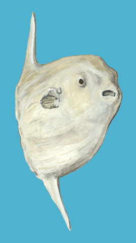 thebamb00stick's tweet photo. @Trivialtales ohhh haha my bad
in that case ocean sunfishes are pretty cool https://t.co/291bzoBsFx