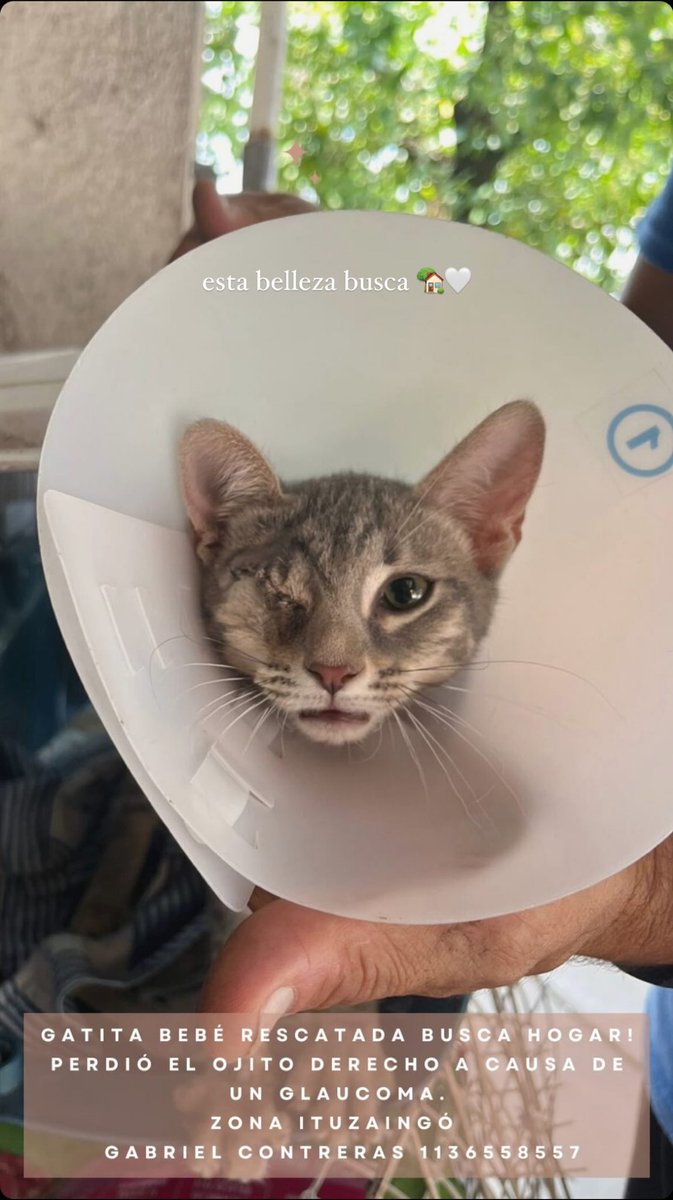 agosfrascarelli's tweet photo. Esta bebita fue abandonada y tirada en una bolsa junto a sus hermanos. Todos fueron ubicados menos ella 🥺🥺Encontrémosle una casa y una familia que le dé mucho amor 🏡🤍 contacto: Gabriel 1136558557 (rescatista) https://t.co/JRaAtupD7E