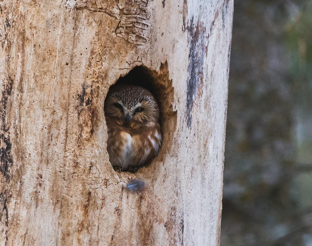 This is why I always stop to take a quick look at every hole in an old dead tree I pass by #owl #birdwatching #birdsofalberta #edmonton #yeg #nature #yegphotographer