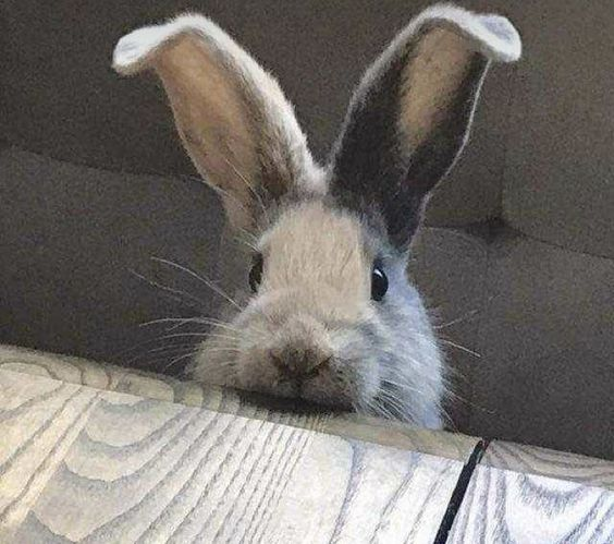 Bunnies tweet media