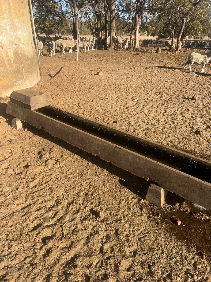 Ask twitter, is there a way to stop bees hanging around water troughs? There’s a dam nearby but they seem intent on cooling off in feedlot troughs