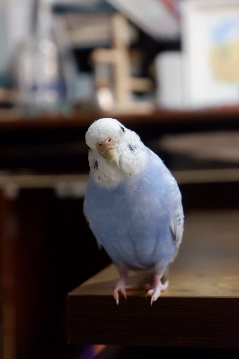 usagibocchi_'s tweet photo. セキセイインコを探しています。
兵庫県加古川市にて家族の肩に乗っているのを気づかずにそのまま外出してしまい、そのまま飛んでいってしまいました。女の子で、背中の黒い斑点が少ないのが特徴です。
情報が微力で申し訳ありませんが、見つけてくださった方はご連絡お願いします🙇‍♀️🙇‍♀️#迷子 #拡散希望 https://t.co/jfmSzsZEno