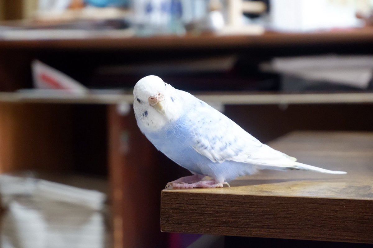 usagibocchi_'s tweet photo. セキセイインコを探しています。
兵庫県加古川市にて家族の肩に乗っているのを気づかずにそのまま外出してしまい、そのまま飛んでいってしまいました。女の子で、背中の黒い斑点が少ないのが特徴です。
情報が微力で申し訳ありませんが、見つけてくださった方はご連絡お願いします🙇‍♀️🙇‍♀️#迷子 #拡散希望 https://t.co/jfmSzsZEno