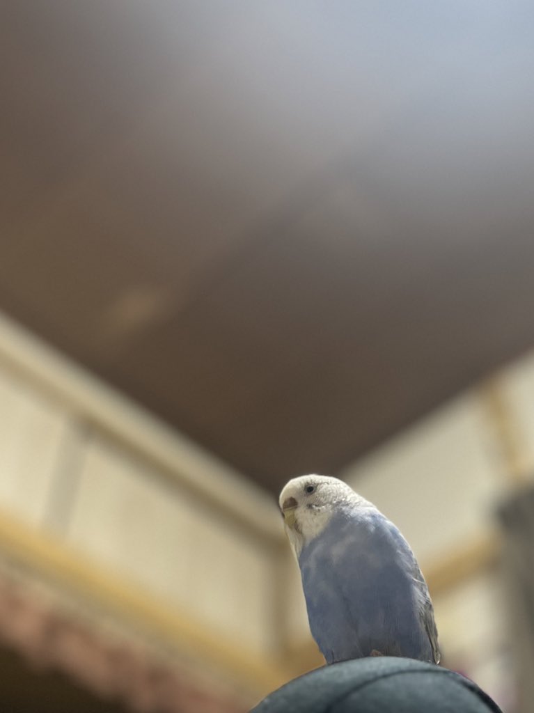 usagibocchi_'s tweet photo. セキセイインコを探しています。
兵庫県加古川市にて家族の肩に乗っているのを気づかずにそのまま外出してしまい、そのまま飛んでいってしまいました。女の子で、背中の黒い斑点が少ないのが特徴です。
情報が微力で申し訳ありませんが、見つけてくださった方はご連絡お願いします🙇‍♀️🙇‍♀️#迷子 #拡散希望 https://t.co/jfmSzsZEno