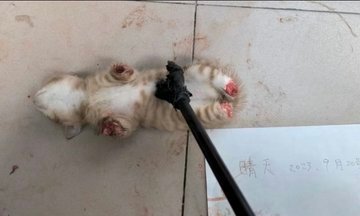 OGigantis's tweet photo. @SpokespersonCHN Is this your videos of conservation?!!!!!!! Demented inbreds. Subhumans. 🤮🤮🤮🤮🤮🤮🤮🤮🤮 Does you tiny shriveled dick gets hard on abusing tiny defenseless kittens????? I pray you all suffer the same #boycottchina https://t.co/79aZv1Un1n