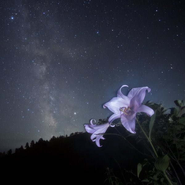 recovered_file tweet media