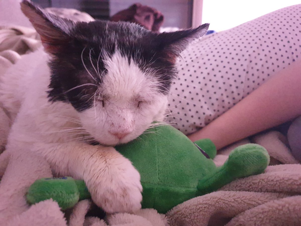 LionhartZ tweet media