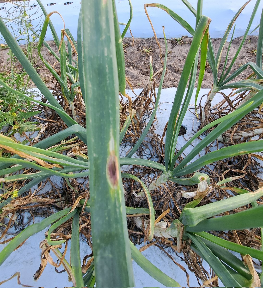 How best can you associate the symptom on the onion plant (see picture below) to a disease causing pathogen ? Your suspect is .............. #onion #plantdiseaseidentification #planthealthisyourhealth #plantdisease #plantdiseasediagnosis