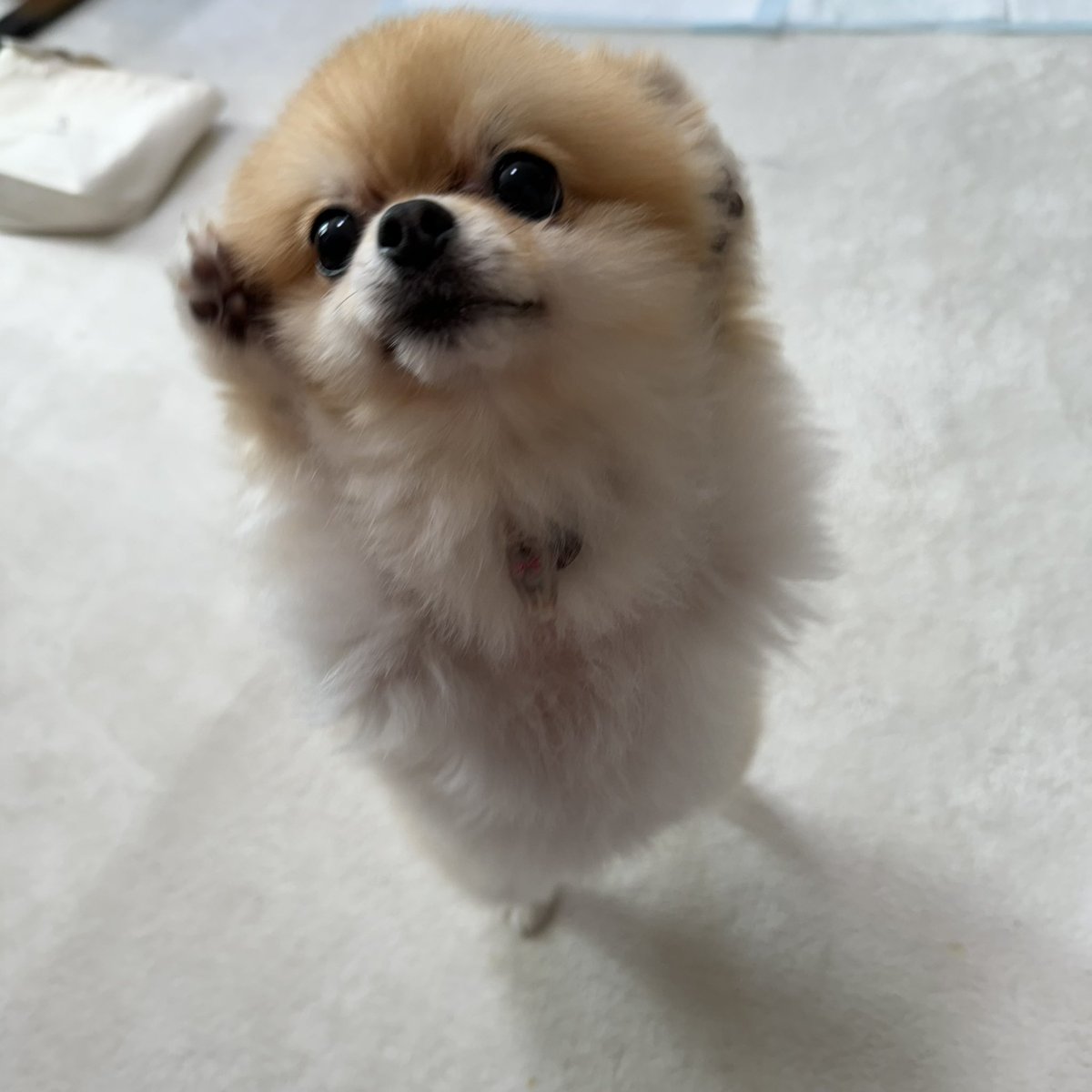 ぽんちゃん