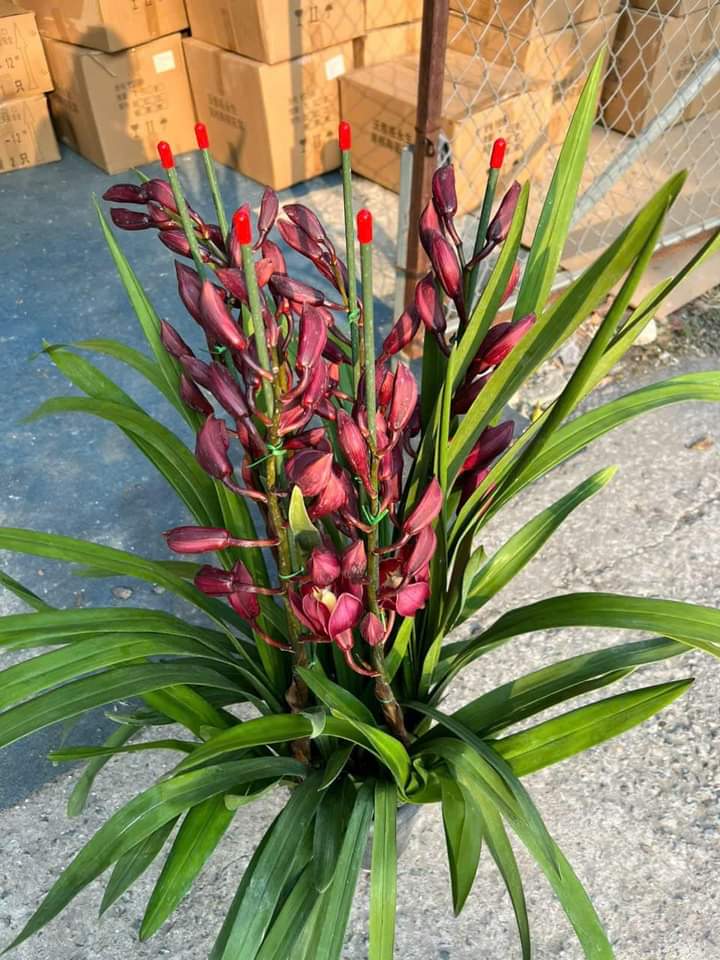 Tran Hai (@tranhai2699639) on Twitter photo 