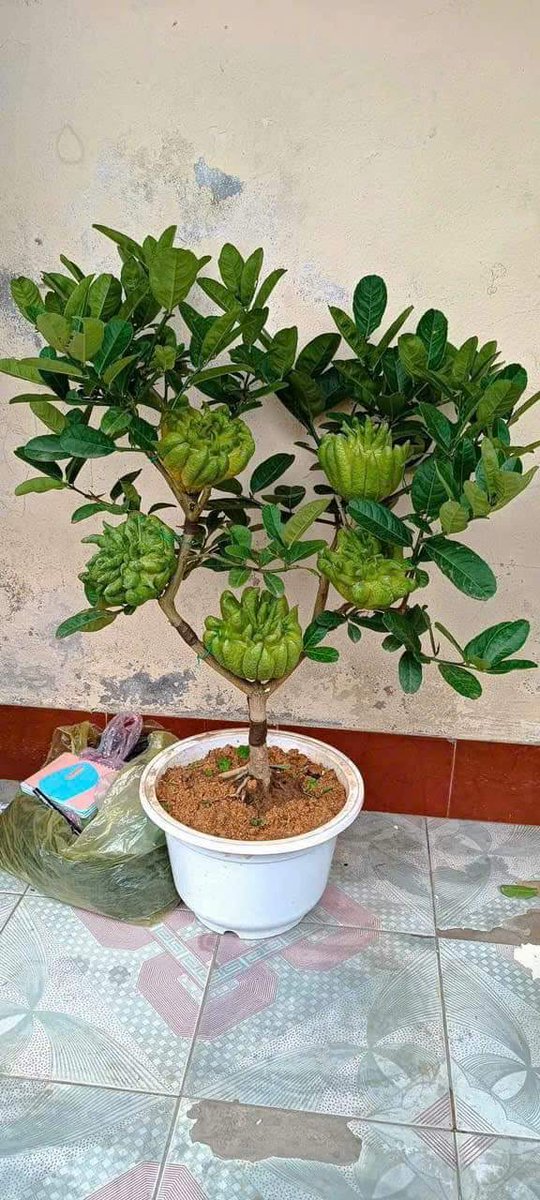 Tran Hai (@tranhai2699639) on Twitter photo 