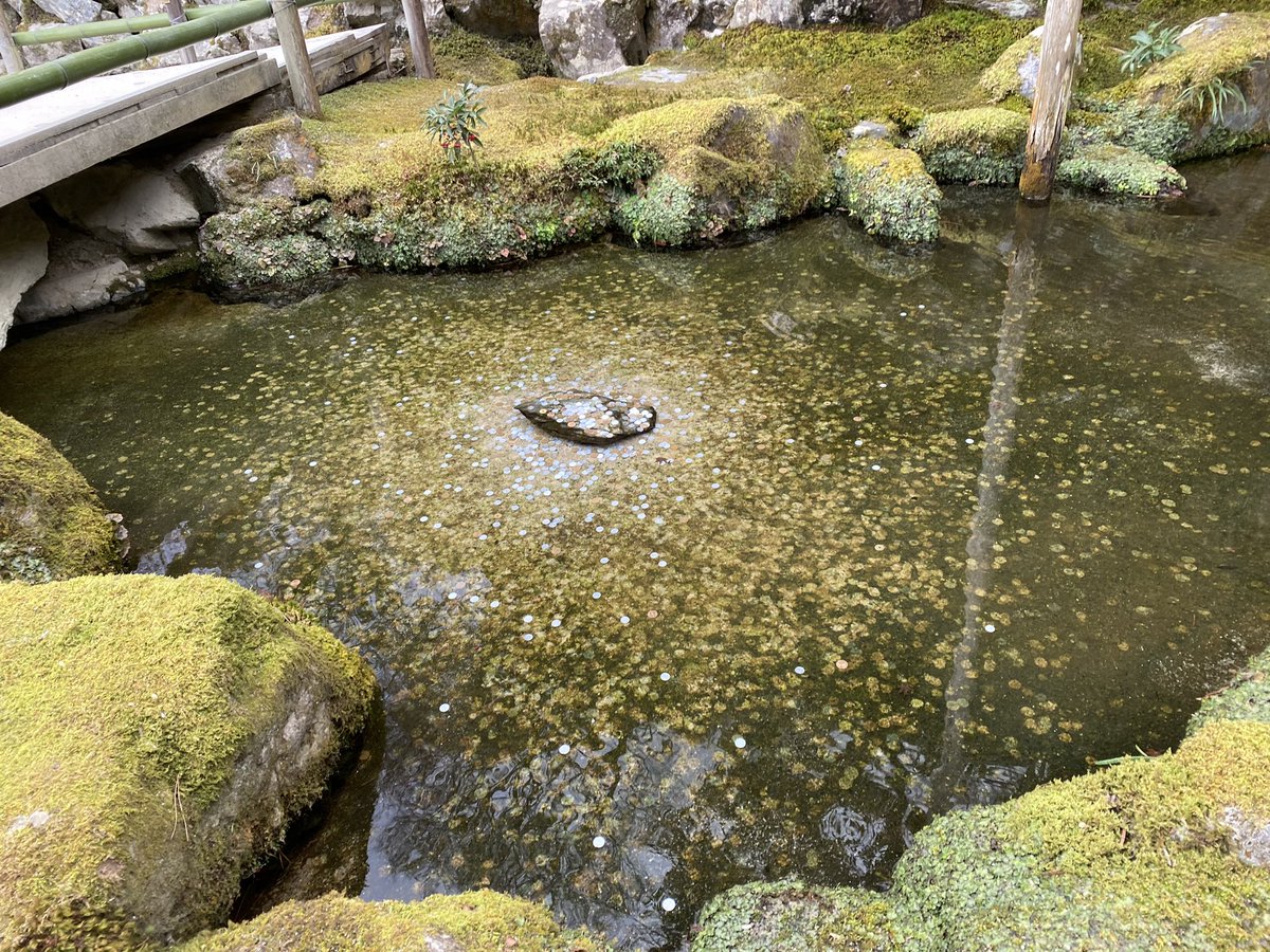 itsnicoru's tweet photo. here’s some pics from a recent family day trip to Kyoto https://t.co/4vCZqnQjBm