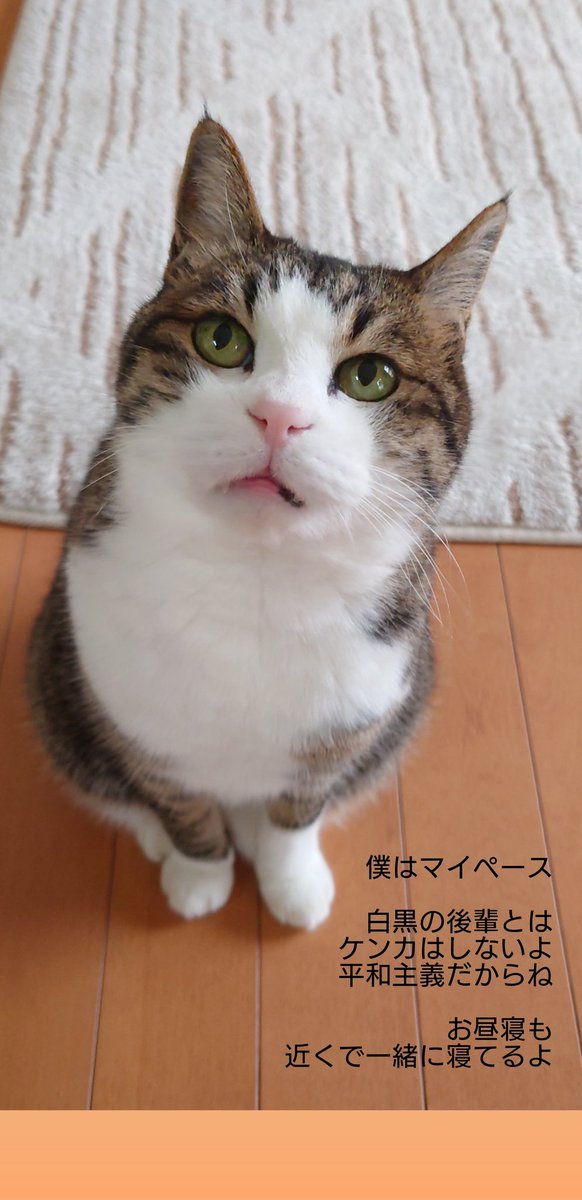 ぱ*こ様 ☘️スペシャルイベント☘️♈️163⭐️キュート❤️ネクタリ【ノスタル kazx68k 令和に始めるX68000 on X