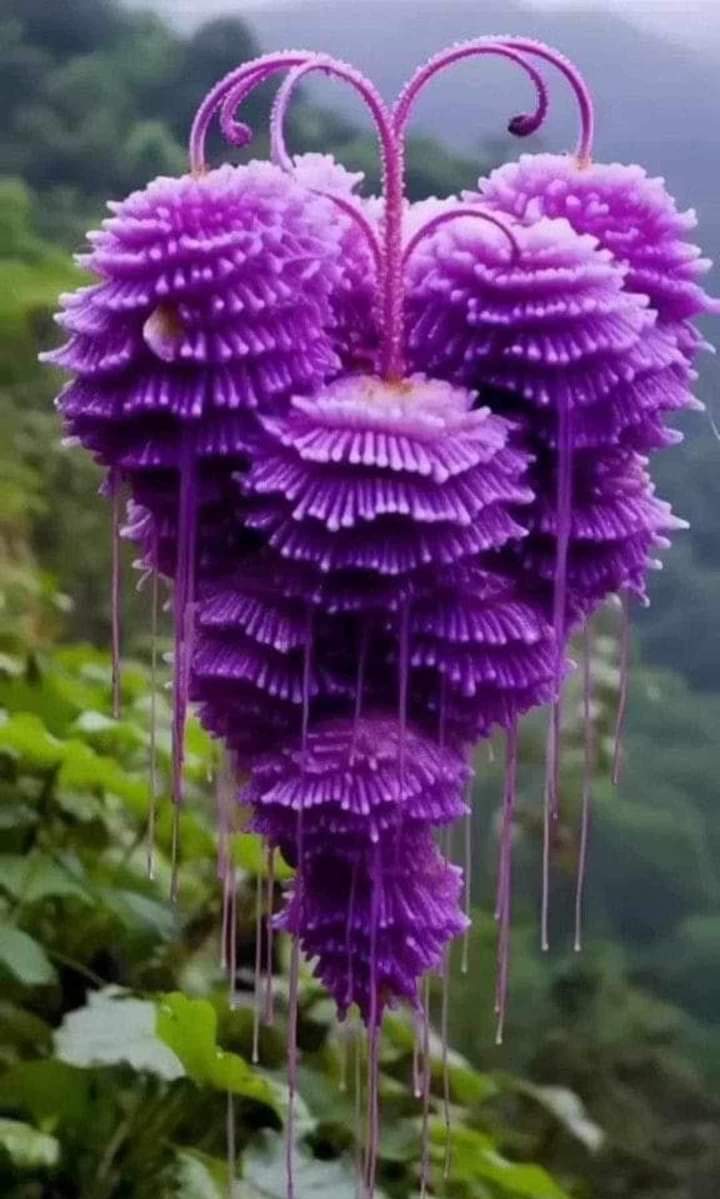 A precious hanging rose for 🪻💜my lovely friends 💜