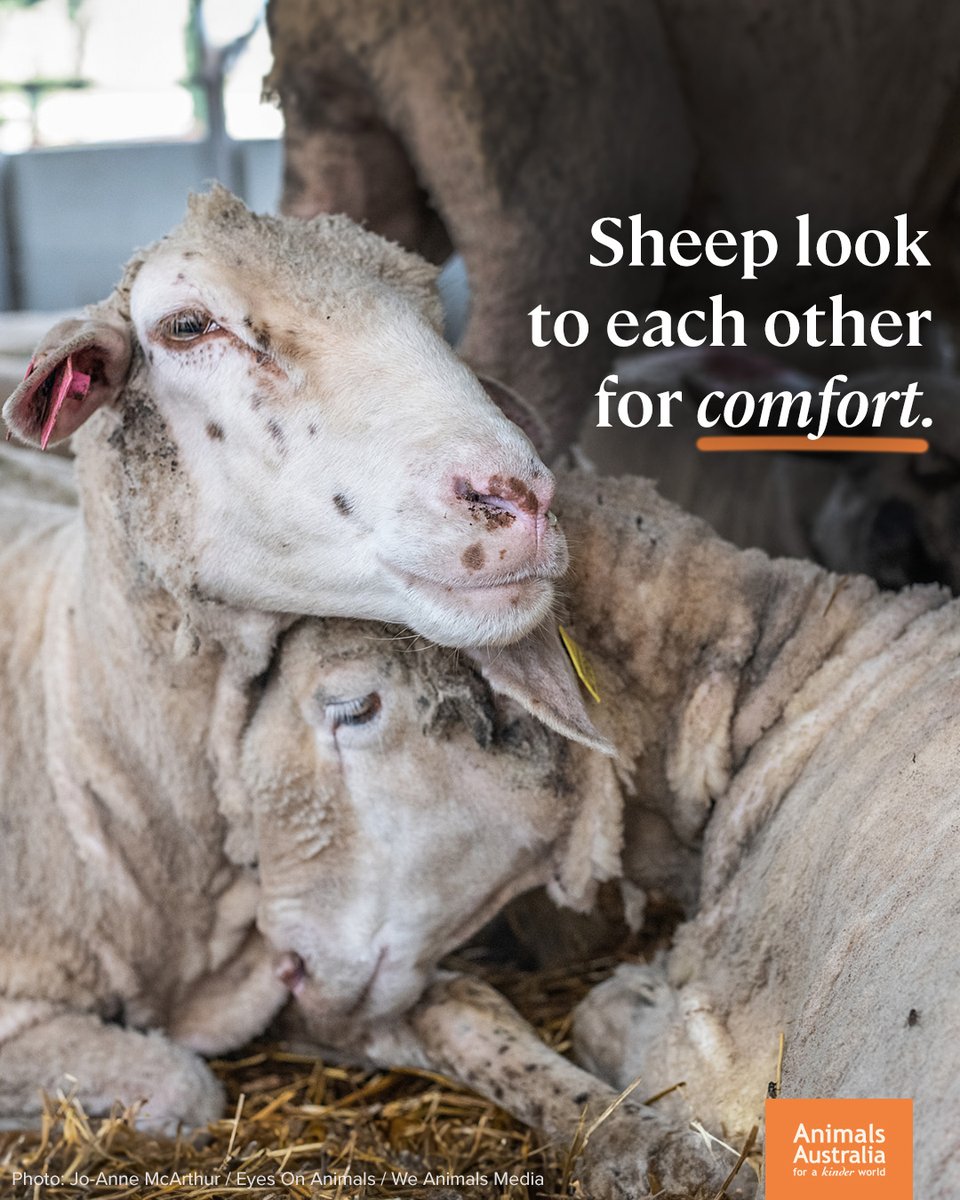 EllieCG11's tweet photo. In  times of stress, sheep flock to their friends for emotional support.  The only comfort they have on transport trucks or live export ships is  one another.
Nothing breaks my heart more than suffering animals. Gut-wrenching and unnecessary violence. https://t.co/UWiumSlqFD