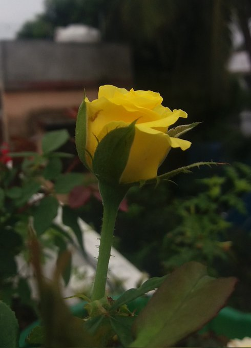 I find joy in Every day, not because life is always good, but because God is.😊