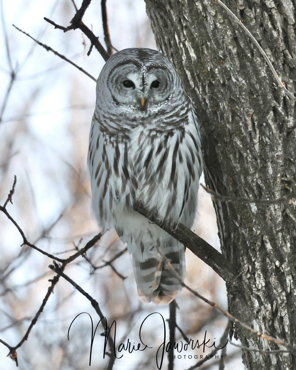 If you asked me to name my favourite owl I would not be able to decide. I love them all equally and for different reasons. The Barred Owl is exceptionally stunning. I was so happy to spend time with this beauty today. 🦉🩷 #barredowl #owl #birdphotography #manitobawildlife