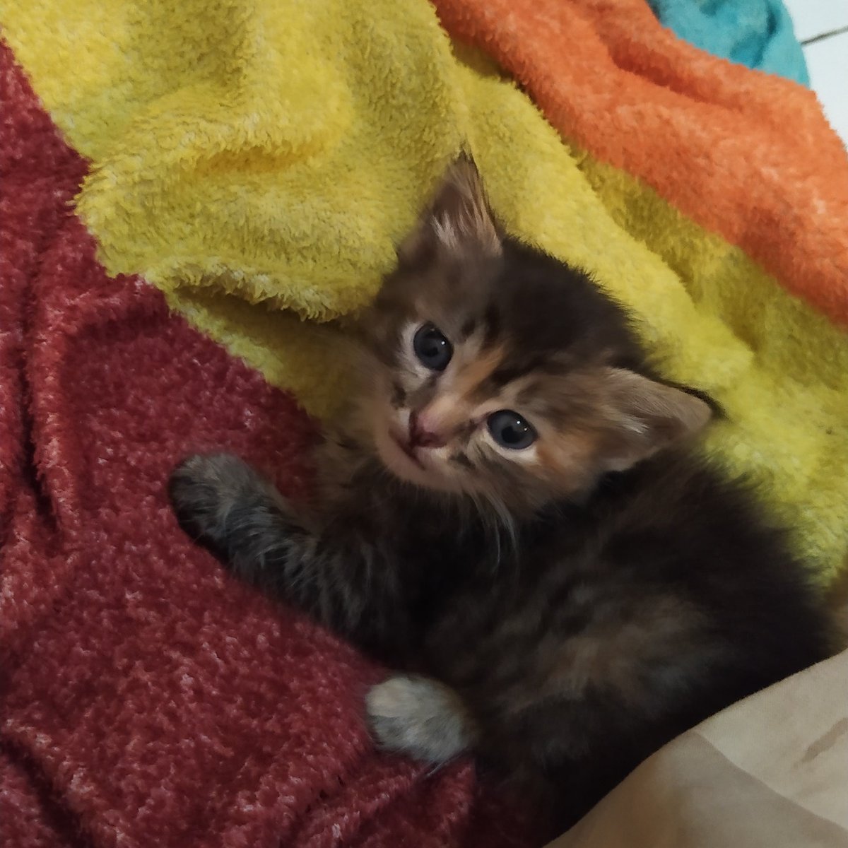 rzkarss's tweet photo. maaf min @TxtBojonggede tolong infoin ke warga, kali aja ada yang liat/anak dari  ibu-ibu naik motor yg ambil kucing aku, terakhir ada di sekitar sdn bojonggeD 04. tolong min, terimakasih😭😭😭 https://t.co/jgVjP7DyCm