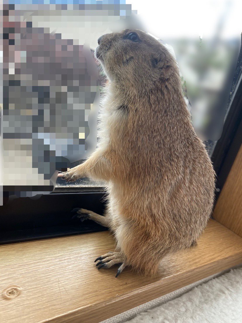 puipuioukoku_f's tweet photo. おはようございます☁️
本日も朝から「オラァー！散歩ー！」と小窓を叩き回っておられたので、開けたら元気に出てきました🐻

夫の抱っこにはなぜかうっとりするのです……😗ﾁｪｯ

飛び跳ねて元気に猫と窓辺を見て穏やかに過ごしております！
食事量を上げるのが今の目標です😌 https://t.co/IhS9o8thZR