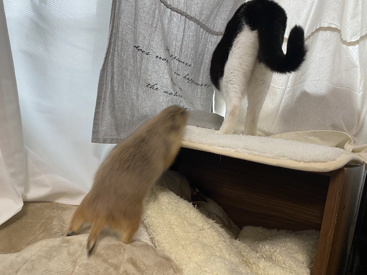 puipuioukoku_f's tweet photo. おはようございます☁️
本日も朝から「オラァー！散歩ー！」と小窓を叩き回っておられたので、開けたら元気に出てきました🐻

夫の抱っこにはなぜかうっとりするのです……😗ﾁｪｯ

飛び跳ねて元気に猫と窓辺を見て穏やかに過ごしております！
食事量を上げるのが今の目標です😌 https://t.co/IhS9o8thZR