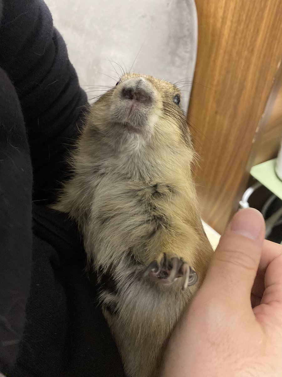 puipuioukoku_f's tweet photo. おはようございます☁️
本日も朝から「オラァー！散歩ー！」と小窓を叩き回っておられたので、開けたら元気に出てきました🐻

夫の抱っこにはなぜかうっとりするのです……😗ﾁｪｯ

飛び跳ねて元気に猫と窓辺を見て穏やかに過ごしております！
食事量を上げるのが今の目標です😌 https://t.co/IhS9o8thZR
