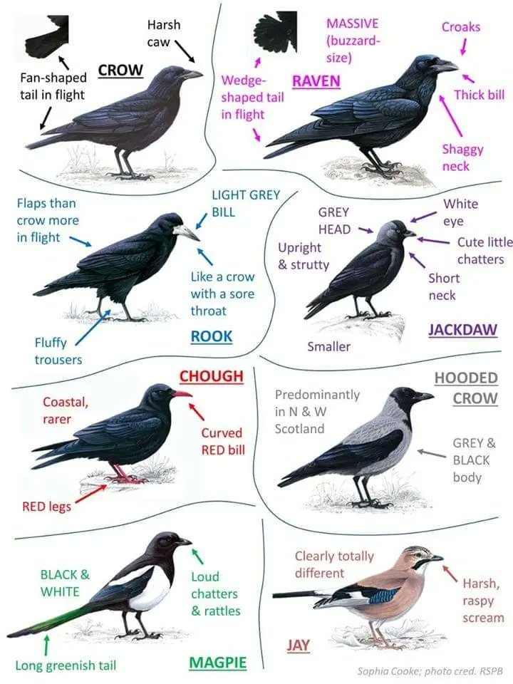 DailyCorvids's tweet image. Your guide to a bunch of different corvids, and how to tell them apart!